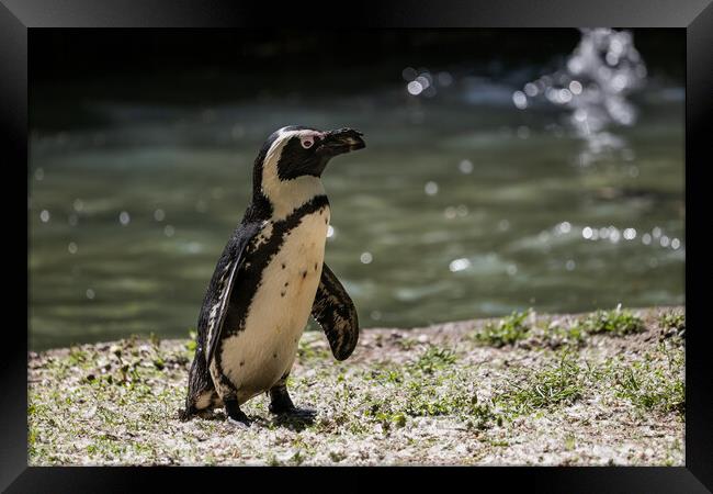 African Penguin By The Water Framed Print by Artur Bogacki