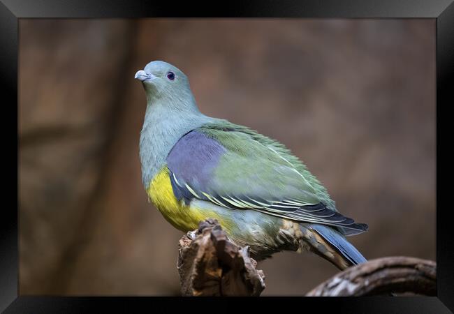 Bruce Green Pigeon Treron Waalia Framed Print by Artur Bogacki