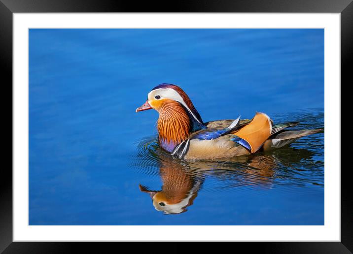 Mandarin Duck Swimming In Lake Framed Mounted Print by Artur Bogacki