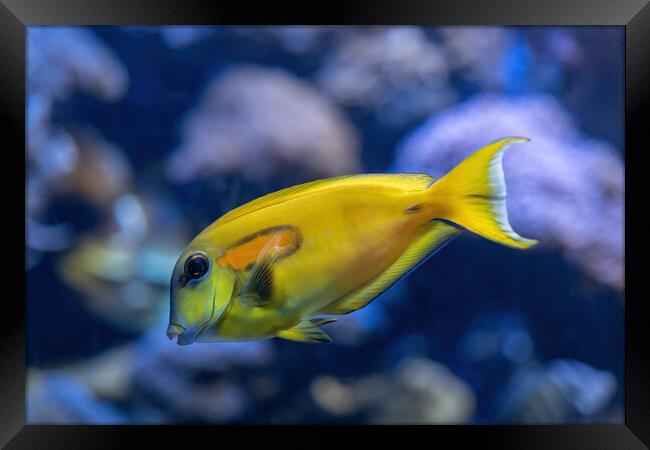 Orange Shoulder Tang Fish Framed Print by Artur Bogacki