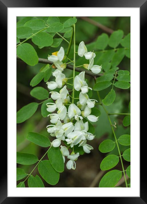 Black Locust Robinia Pseudoacacia Flowers Framed Mounted Print by Artur Bogacki