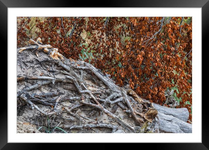 Autumn Leaves And Dry Tree Roots Framed Mounted Print by Artur Bogacki