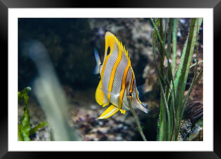 The Copperband Butterflyfish Framed Mounted Print by Artur Bogacki