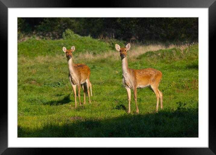 Barasingha Swamp Deers In Meadow Framed Mounted Print by Artur Bogacki