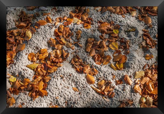 Fallen Autumn Leaves In Sand Framed Print by Artur Bogacki
