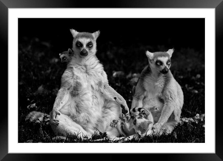 Lemur Catta Family Framed Mounted Print by Artur Bogacki
