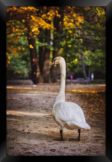 Swan In Lazienki Park In Warsaw Framed Print by Artur Bogacki