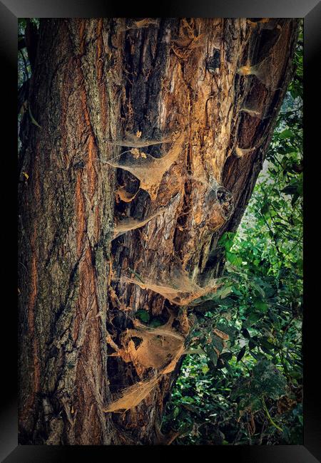 Old Tree Covered With Spider Webs Framed Print by Artur Bogacki