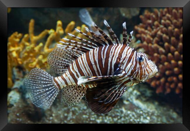 Red Lionfish Coral Reef Fish Framed Print by Artur Bogacki