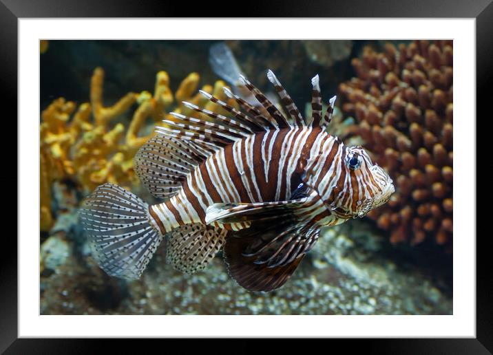 Red Lionfish Coral Reef Fish Framed Mounted Print by Artur Bogacki