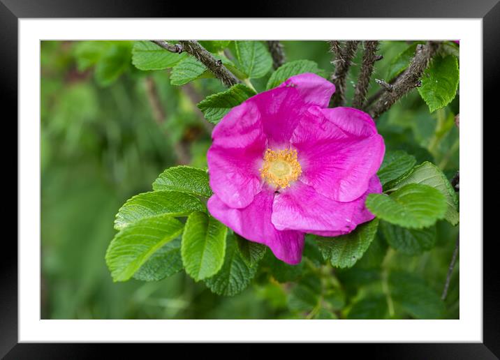 Plant flower Framed Mounted Print by Artur Bogacki