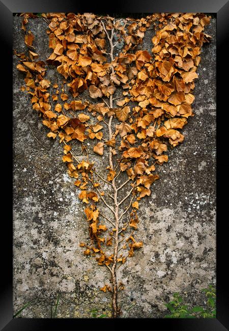 Wall Climbing Slender Tree With Dry Leaves Framed Print by Artur Bogacki