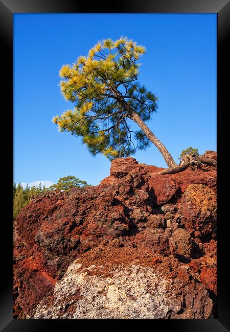 Single Pine Tree On Volcanic Rock Framed Print by Artur Bogacki