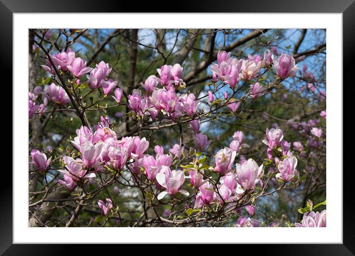 Magnolia Flowers Blooming Framed Mounted Print by Artur Bogacki