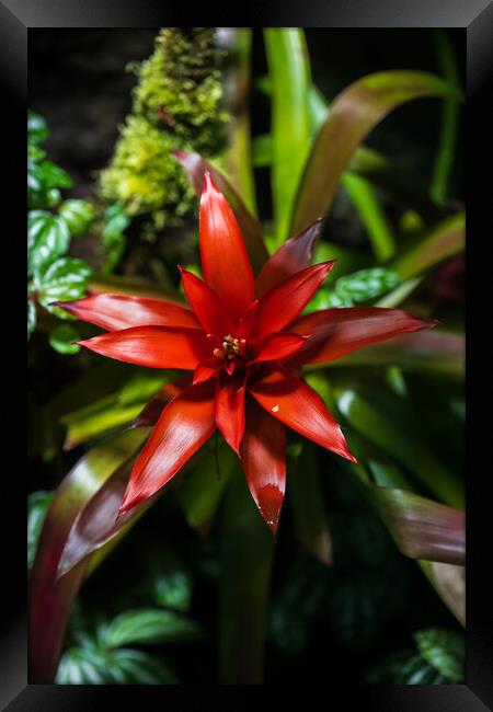 Bromelia Bromeliad Blooming Flower Framed Print by Artur Bogacki