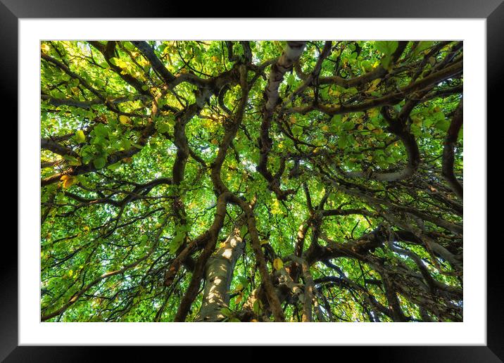 Majestic Canopy Of An Old Tree Framed Mounted Print by Artur Bogacki