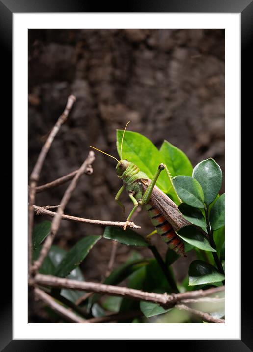 Tropidacris Collaris Grasshopper Framed Mounted Print by Artur Bogacki