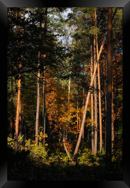 Sunset In Autumn Forest Wilderness Framed Print by Artur Bogacki