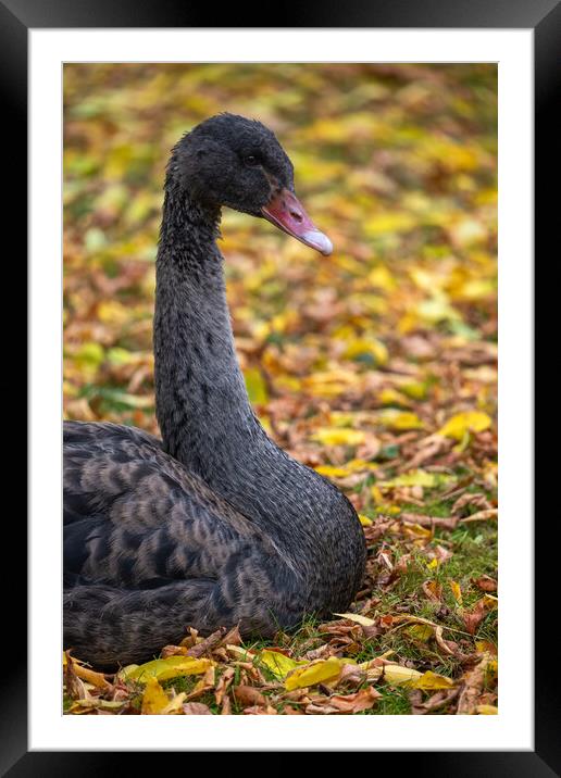 Black Swan Portrait In Autumn Foliage Framed Mounted Print by Artur Bogacki