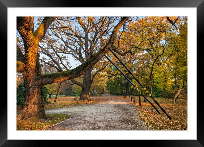 Tree Branch Support In Park Framed Mounted Print by Artur Bogacki