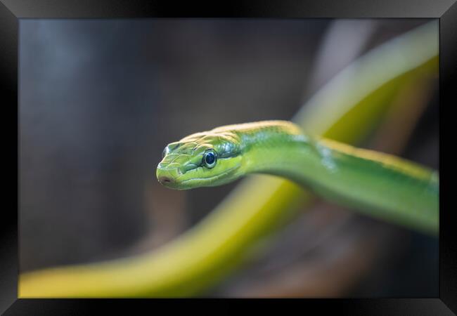 Arboreal Ratsnake Gonyosoma Oxycephalum Framed Print by Artur Bogacki