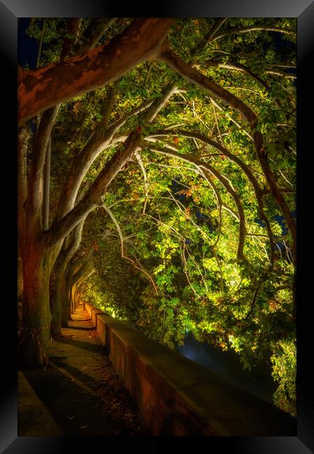 Trees Canopy At Riverside Alley By Night Framed Print by Artur Bogacki