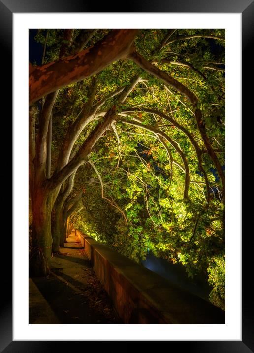 Trees Canopy At Riverside Alley By Night Framed Mounted Print by Artur Bogacki