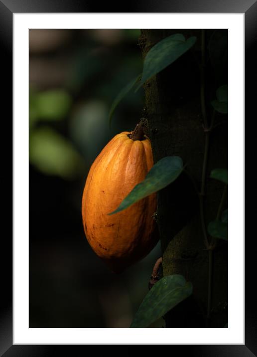 Fruit On Theobroma Cacao Tree Framed Mounted Print by Artur Bogacki