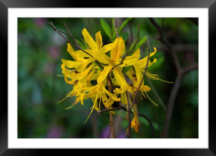 Blooming Flower Of Rhododendron Luteum Sweet Framed Mounted Print by Artur Bogacki