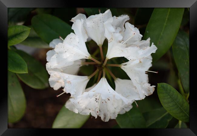 Rhododendron Yakushimanum Nakai White Flower Framed Print by Artur Bogacki