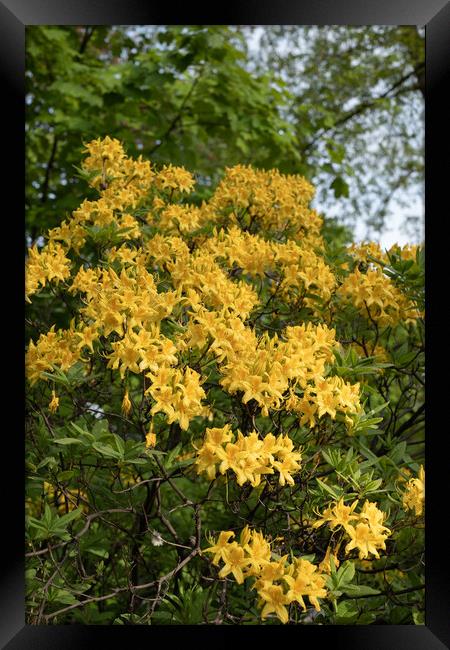 Rhododendron Luteum Sweet Yellow Flowers Framed Print by Artur Bogacki