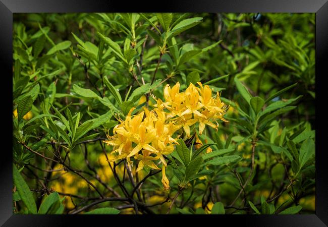 Rhododendron Luteum Sweet Flowers In Bloom Framed Print by Artur Bogacki