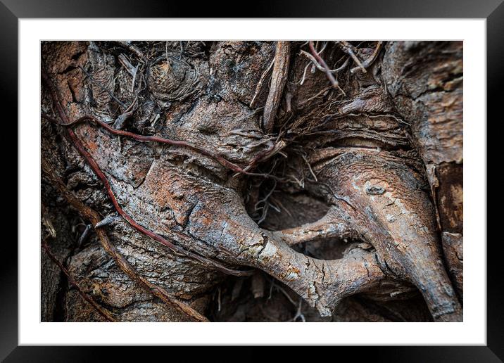Monster Tree Natural Abstract Framed Mounted Print by Artur Bogacki
