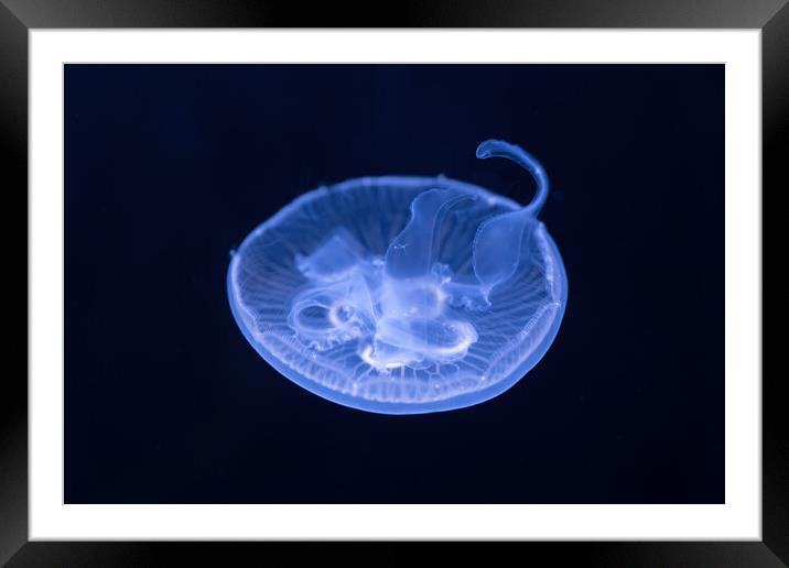 Moon Jellyfish In The Dark Framed Mounted Print by Artur Bogacki