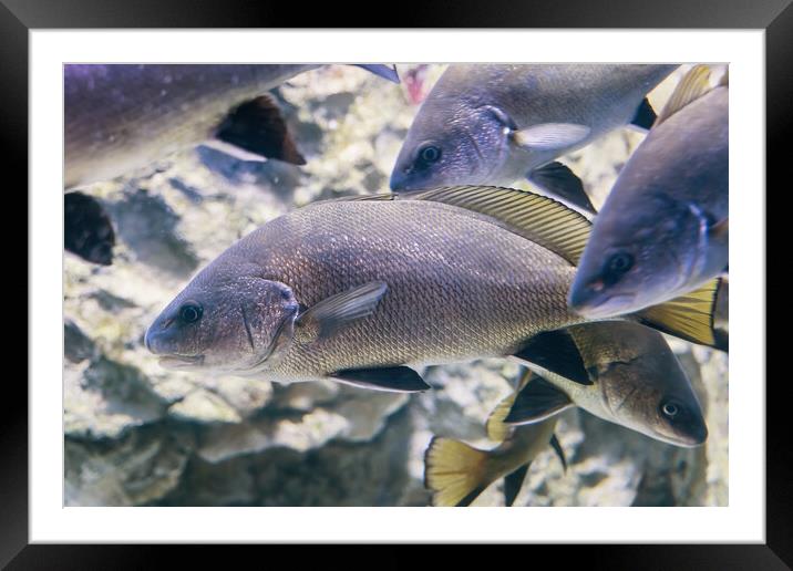 Brown Meagre Fish Sciaena Umbra Framed Mounted Print by Artur Bogacki