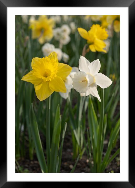 Narcissus Daffodil Yellow And White Flowers Framed Mounted Print by Artur Bogacki