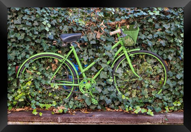 Green Vintage Bicycle At Plants Covered Fence Framed Print by Artur Bogacki