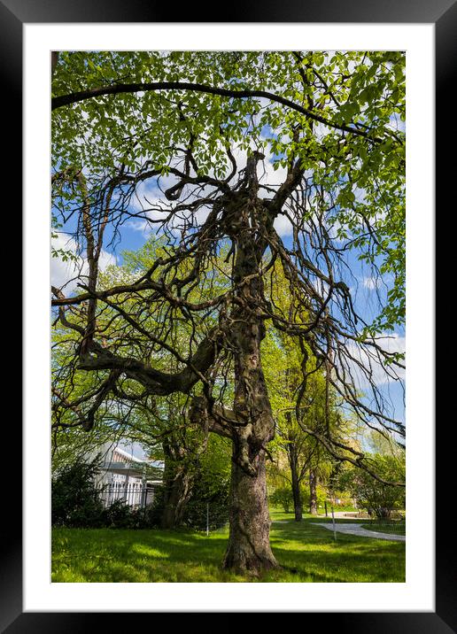 Old Weeping European Beech Tree Framed Mounted Print by Artur Bogacki
