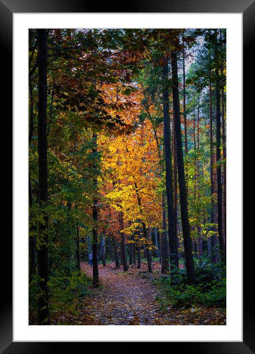 Sunset In Autumn Forest Framed Mounted Print by Artur Bogacki