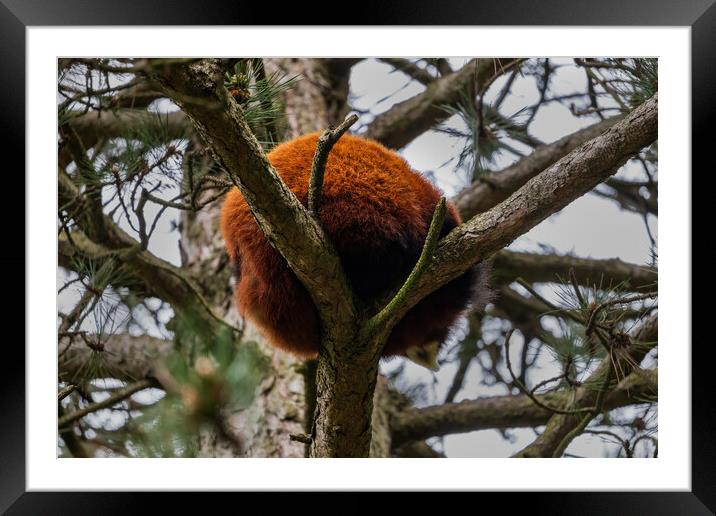 Red Panda Furry Ball In The Tree Framed Mounted Print by Artur Bogacki