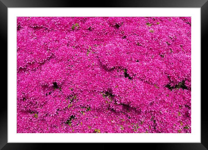 Rhododendron Hatsugiri Flowers Background Framed Mounted Print by Artur Bogacki