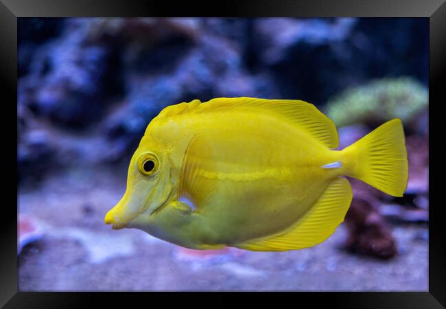 Yellow Tang Zebrasoma Flavescens Fish Framed Print by Artur Bogacki