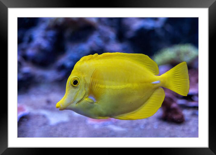 Yellow Tang Zebrasoma Flavescens Fish Framed Mounted Print by Artur Bogacki