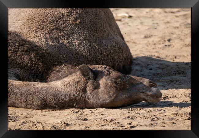 Dromedary Camel Lying On The Ground Framed Print by Artur Bogacki