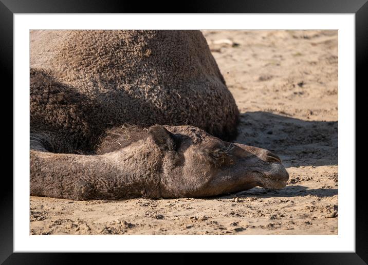 Dromedary Camel Lying On The Ground Framed Mounted Print by Artur Bogacki
