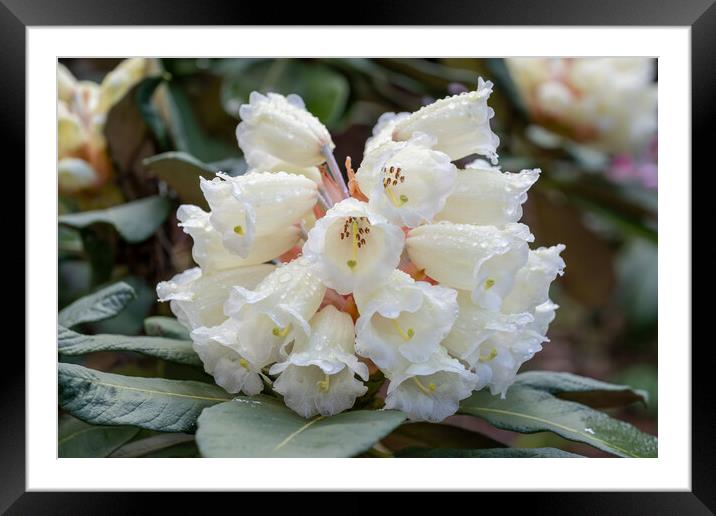 Rhododendron Sinofalconeri White Flowers Framed Mounted Print by Artur Bogacki