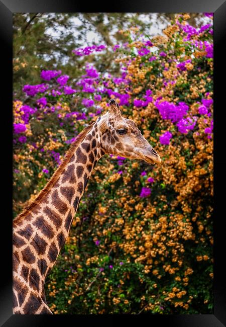 Nubian Giraffe Portrait Framed Print by Artur Bogacki