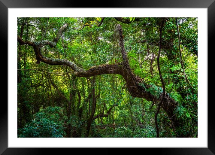 Old Forest In Sintra Mountains In Portugal Framed Mounted Print by Artur Bogacki