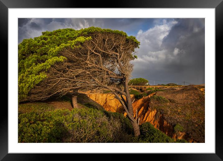 Old Windswept Tree And Ravine In Algarve, Portugal Framed Mounted Print by Artur Bogacki