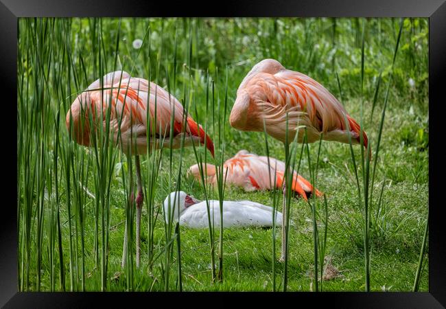 Chilean Flamingo Birds Sleeping Framed Print by Artur Bogacki